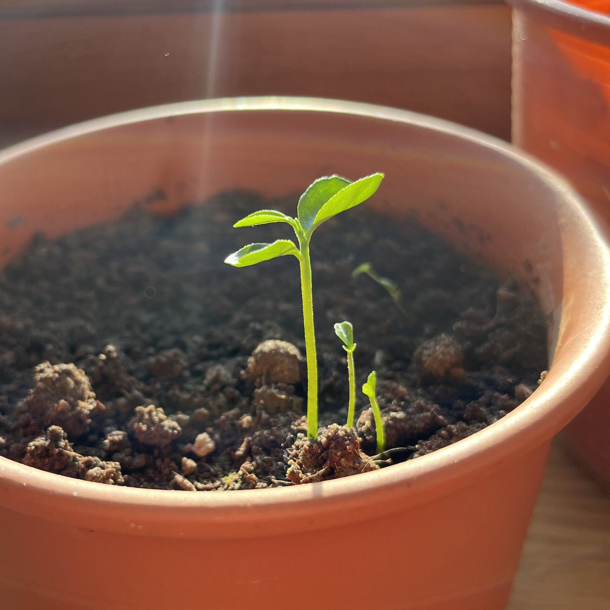 SpilogaleSL's tweet photo. Is it just me or are those three orange trees? I only planted one but ok.

The more the merrier i guess 🌱 https://t.co/03zf7J1lbL