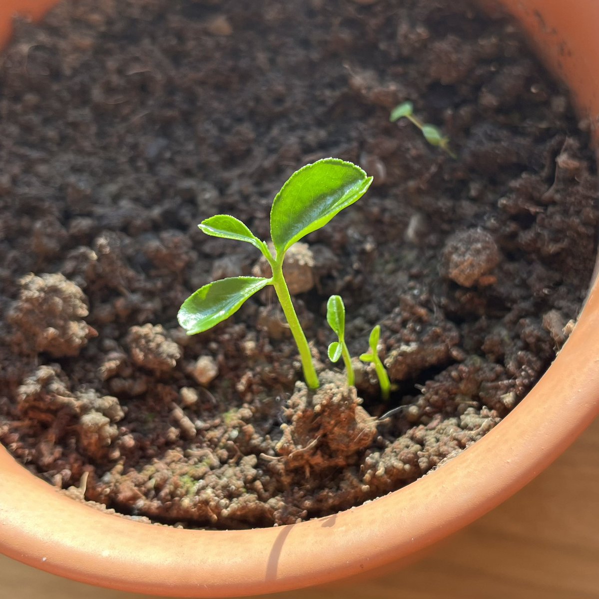 SpilogaleSL's tweet photo. Is it just me or are those three orange trees? I only planted one but ok.

The more the merrier i guess 🌱 https://t.co/03zf7J1lbL