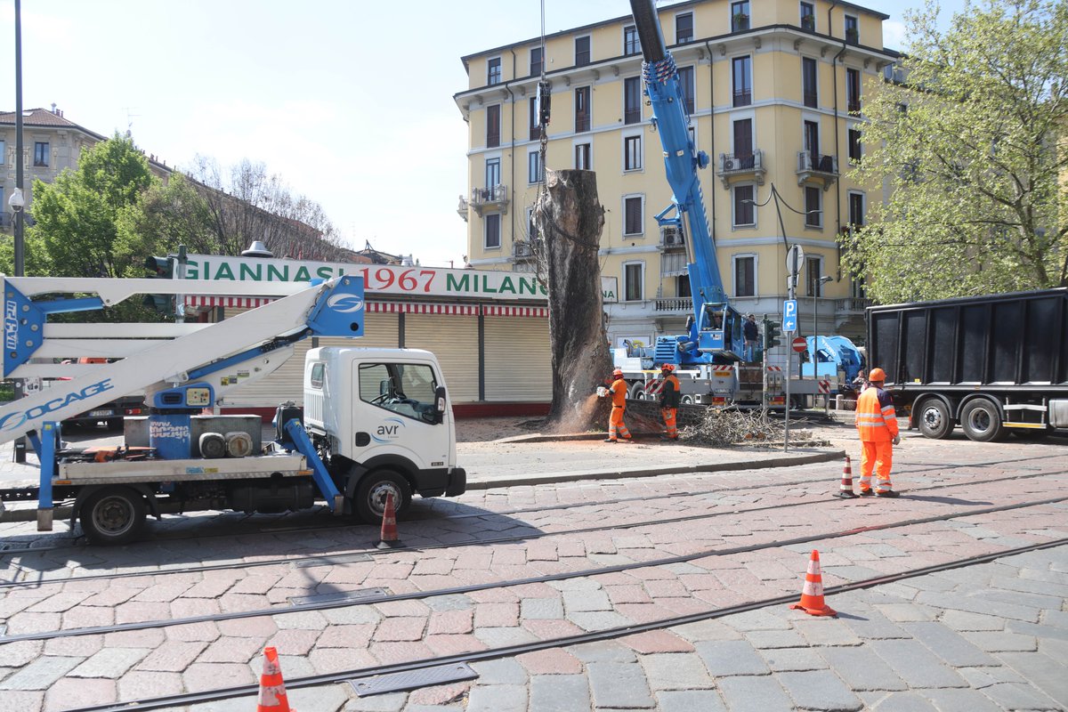 cherchiandrea's tweet photo. ADDIO AMATISSIMO PLATANO
(foto andrea cherchi) Milano, 5 aprile 2023. Nella giornata di oggi è stato abbattuto l'antico platano di fronte al Chiosco Giannasi, in piazza Buozzi, ormai da tempo in cattive condizioni e giudicato un pericolo per la sicurezza.  Dorando Giannasi ha seguito tutte le operazioni con grande commozione. Ad ogni sguardo sembrava dicesse: "Addio mio amatissimo platano".
