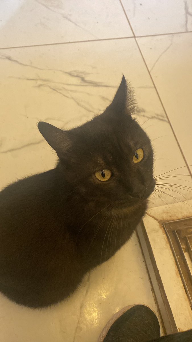 Maralihi's tweet photo. @tonideltoro71 Le doy un 10 a estos hermosos gatitos negritos . Este es mío y se llama pandita 😘😸 https://t.co/lwORzs1BJI