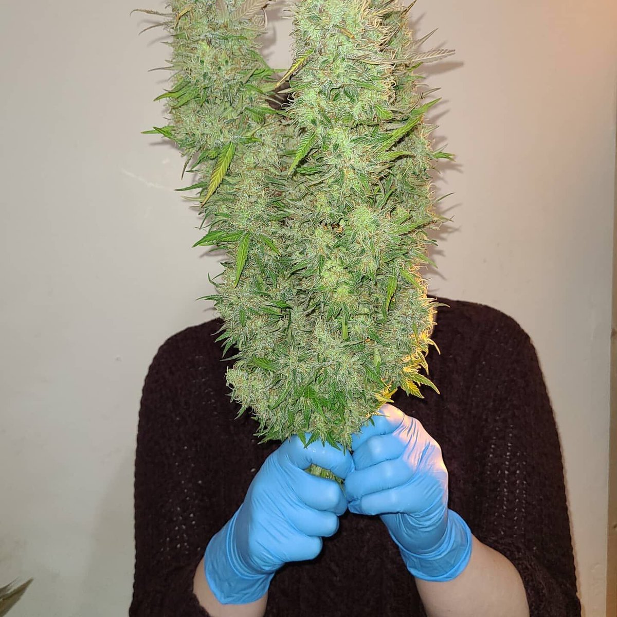 A gigantic central kola of our Ice Bomb 🧊💣

Thanks to the combination of White Rhino and Bomb #1 genetics, this beauty can produce upwards of 600g/m² of frosty white buds when grown in favourable conditions.

#bombseeds #icebomb #growyourown #cannabiscommunity #hightimes