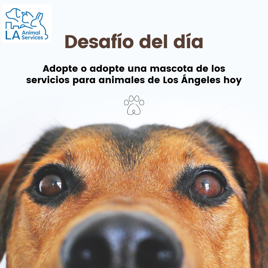 LACityPets's tweet photo. ยกAdopte o adopte una mascota de LA Animal Services hoy! Nuestras seis ubicaciones de Servicios para Animales de Los รngeles estรกn abiertas los martes y jueves, de 8 am a 5 pm, y los sรกbados y domingos, de 11 am a 5 pm. https://t.co/70sn6Zc56h #lacitypets #openarmschallenge https://t.co/XGAcsbta2W