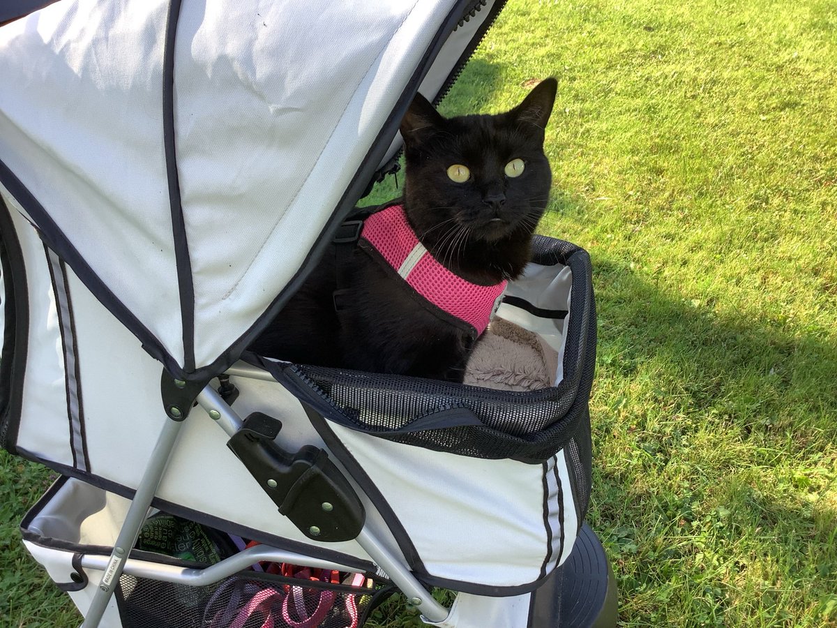 HeyKayEh's tweet photo. @ShaliniSairi @larsonrichard You might be able to start a profitable side hustle drawing cats in strollers 😉🤗 https://t.co/4BXpNUYNML