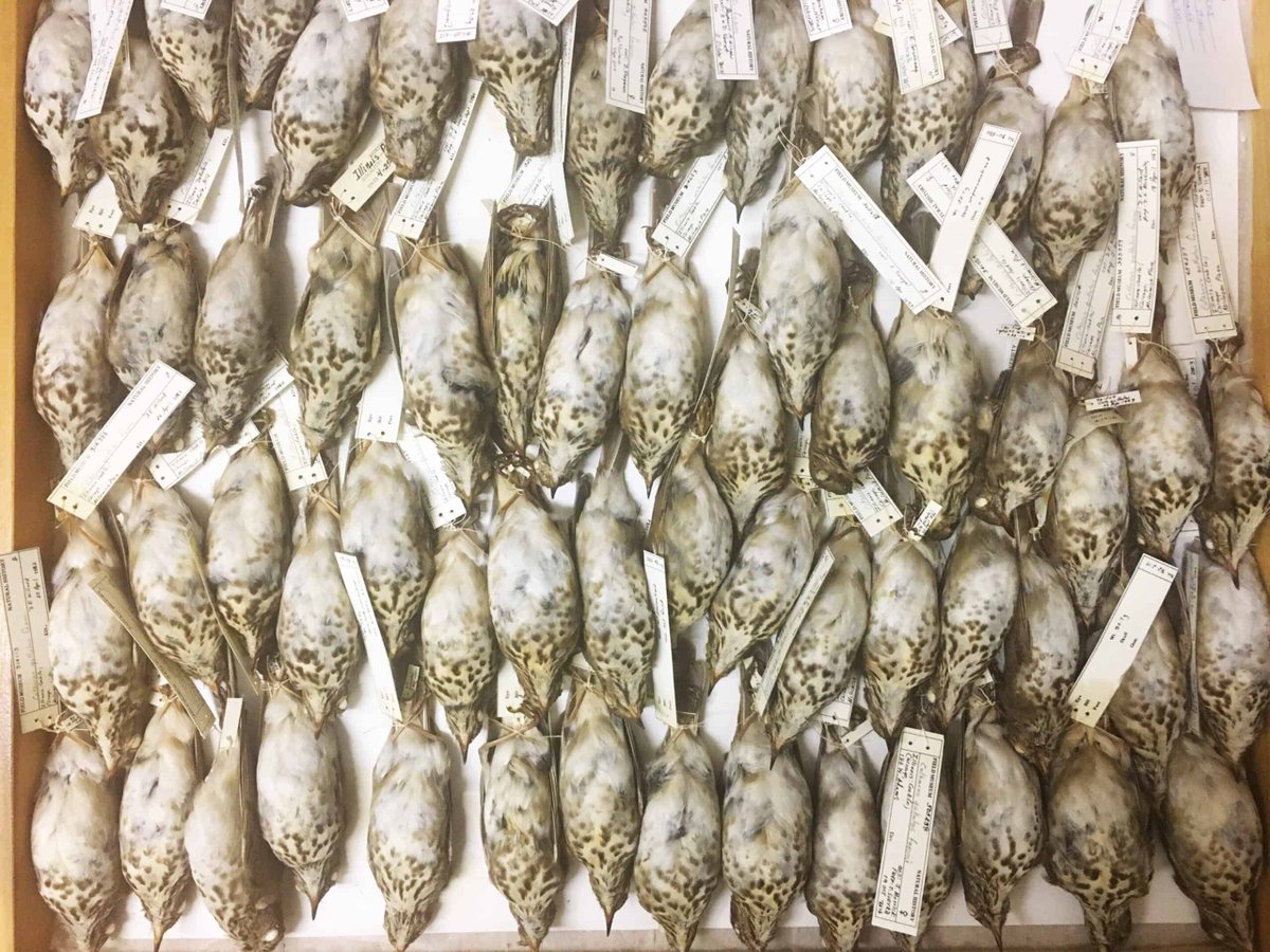 wildlifesociety's tweet photo. When #birds crash into windows, their carcasses are often gathered and saved as a unique collection for researchers. Scientists recently used them—and their poop—to understand the mysteries of birds’ microbiomes https://t.co/qsZfFo0zcJ @physorg_com #WindowStrikes https://t.co/9ak9XrZn6A