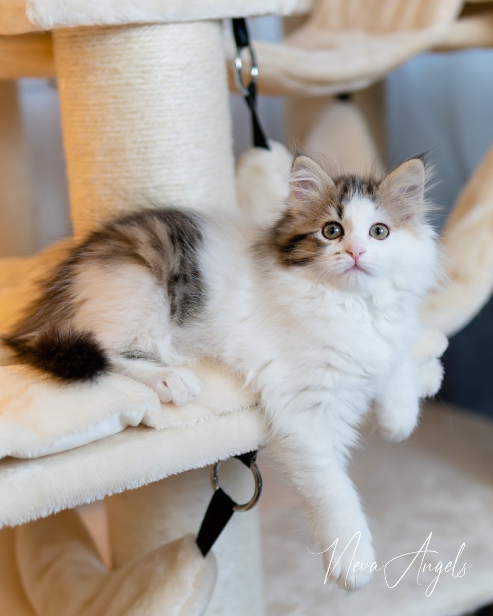 NevaAngelsCats's tweet photo. I am thinking now what she is thinking while looking at me like this? 😄🤗 https://t.co/XvSexPtyLa