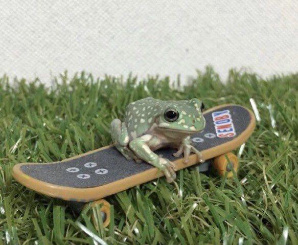 hourly frogs ! ꕥ (@hourfrogs) on Twitter photo 