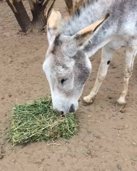 ludwinbernal's tweet photo. Un saludo por el cumpleaños al Almirante "burro come alfa" Montoya.
@BancadaRP @Alm_Montoya https://t.co/3b4I2FyraV