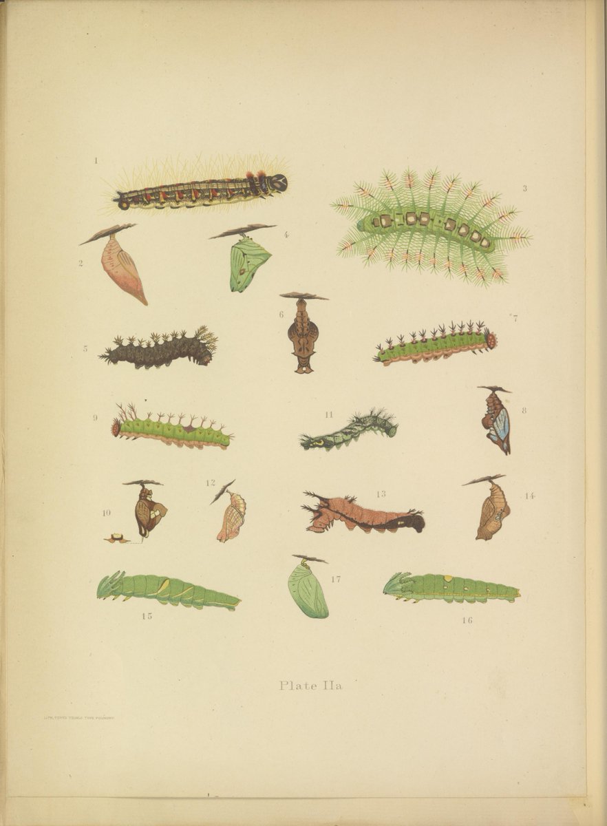 Butterflies of Hongkong -1907- ~ archive.org/details/CAT110… #fungi #butterflies #birds #nature #book #archive #scientificillustration