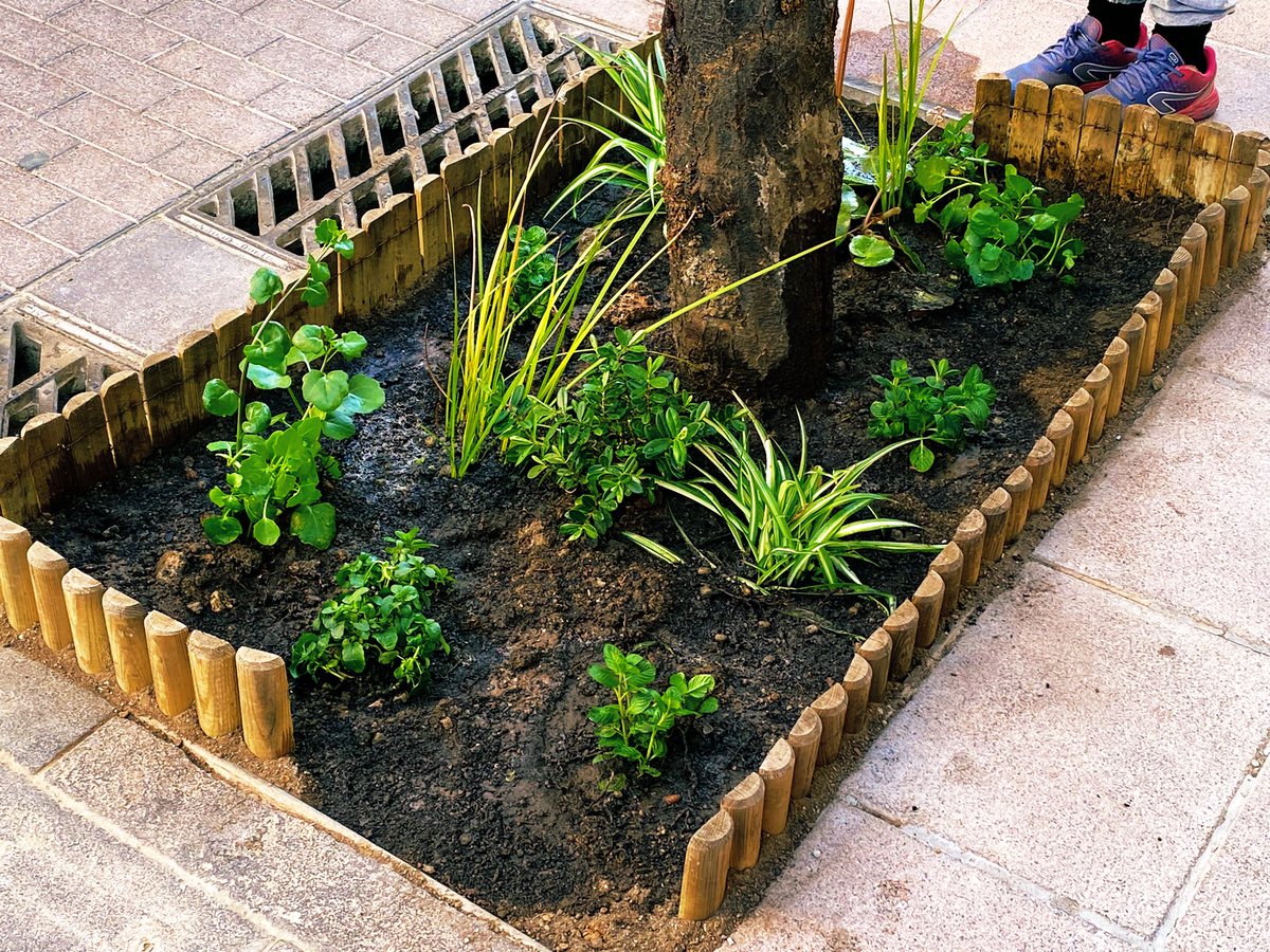 MiquelRoman's tweet photo. ✅ Avui amb la família hem plantat a un escocell al #BarriDePorta #NouBarris #9Barris
🌱🌾🌿🍀🪴🌱🌾🌿🍀🪴🌱🌾🌿
És el segon Escorsell que plantem al carrer Eduard Tubau. Fem els nostres carrers més verds !!!
#Escocells #Eskocells https://t.co/FQgLSAdFTk