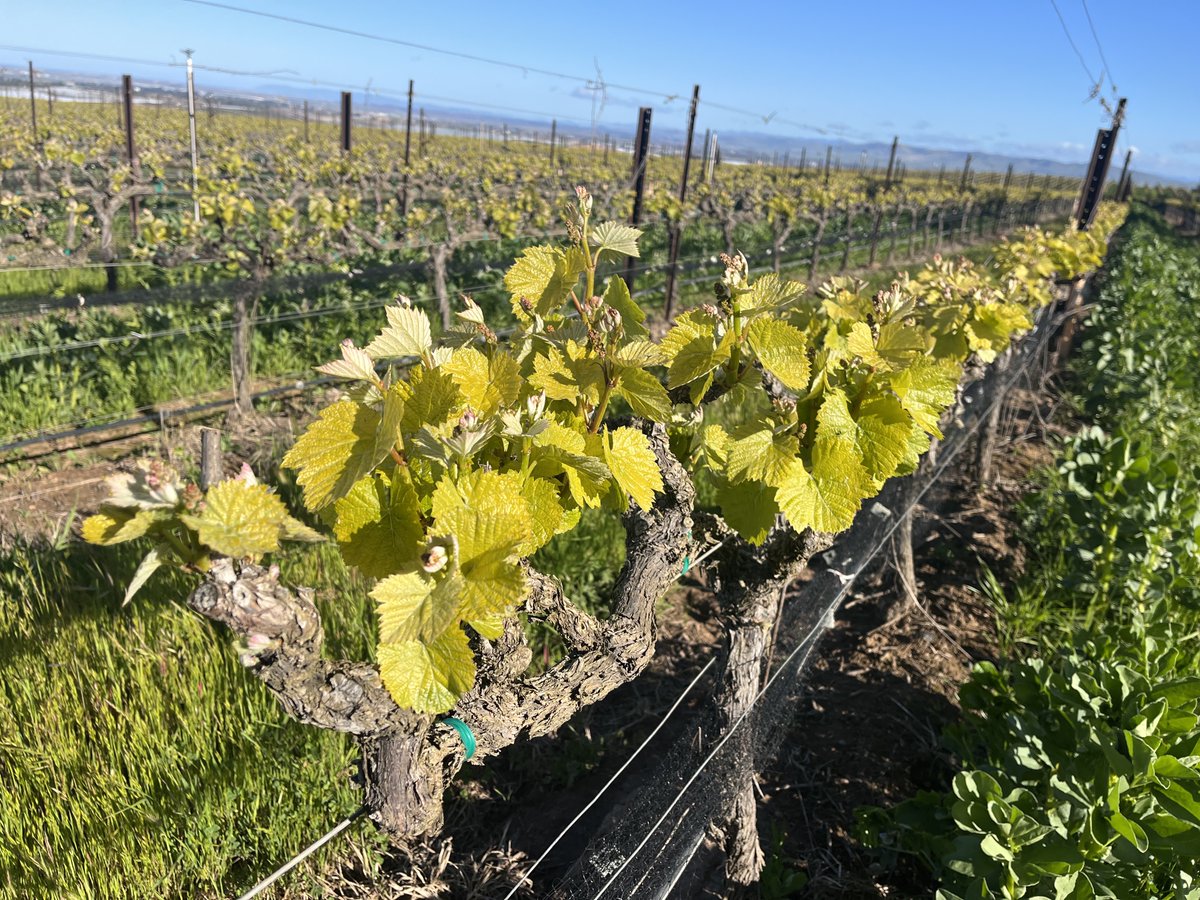 ValentBioStim's tweet image. Early #winegrape varieties like #PinotNoir &amp;amp; #Chardonnay are averaging around 2-3 inches of growth, while later varieties continue to undergo budbreak. #Iron &amp;amp; #manganese are critical during this time to counteract iron chlorosis and produce a rapid and long-lasting green up.