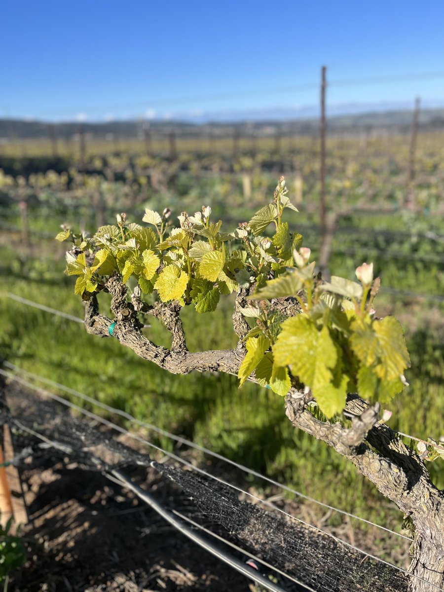 ValentBioStim's tweet image. Early #winegrape varieties like #PinotNoir &amp;amp; #Chardonnay are averaging around 2-3 inches of growth, while later varieties continue to undergo budbreak. #Iron &amp;amp; #manganese are critical during this time to counteract iron chlorosis and produce a rapid and long-lasting green up.