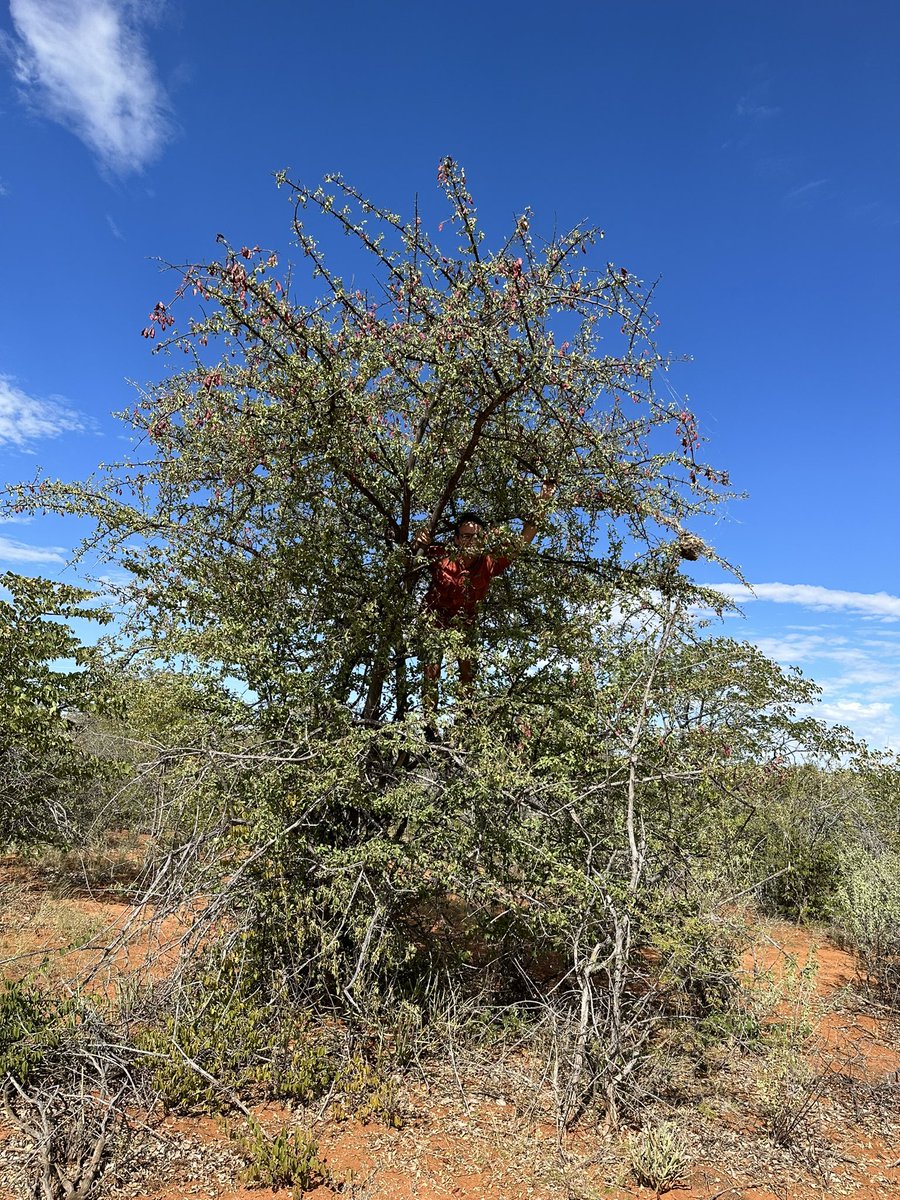 Steven Cassidy tweet media