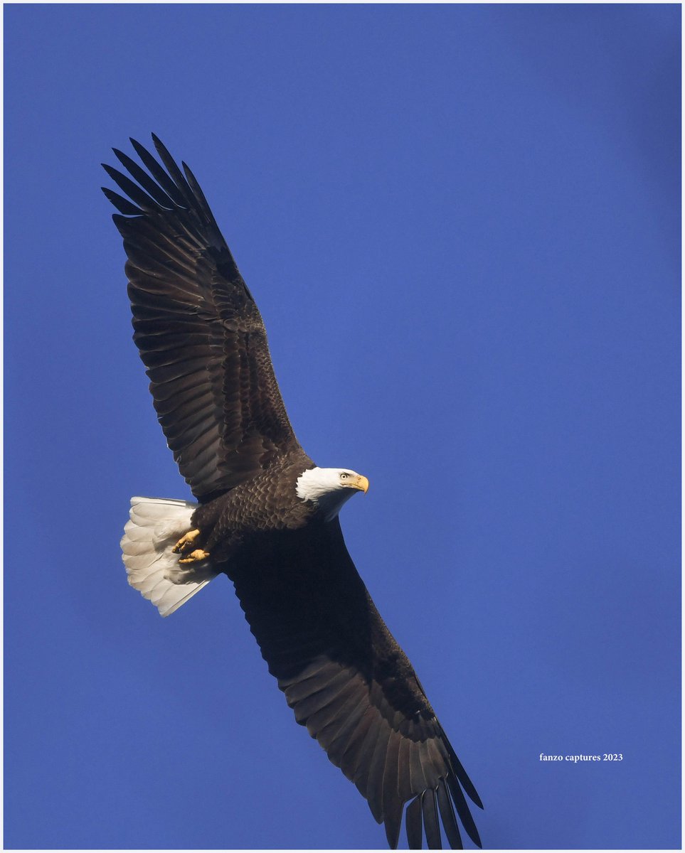 FrazierAnthony's tweet photo. The American Bald Eagle 
Plain and Simple. 
Sometimes you just have to spread your wings and go. https://t.co/LprGxpvahh