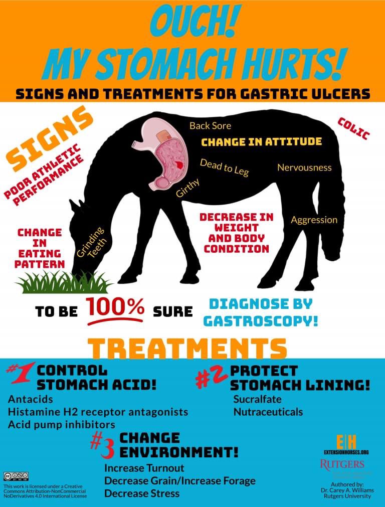Although horses can’t speak to us, they can let us know in their own way that something is wrong. Here are some of the signs that your horse may be suffering from a gastric ulcer. 

Read more --> horses.extension.org/signs-and-trea…