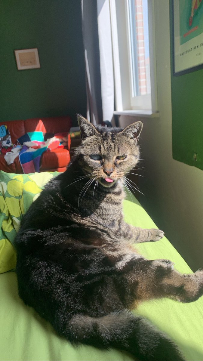 Kijk naar deze kat! Hoe goed is dat beest????