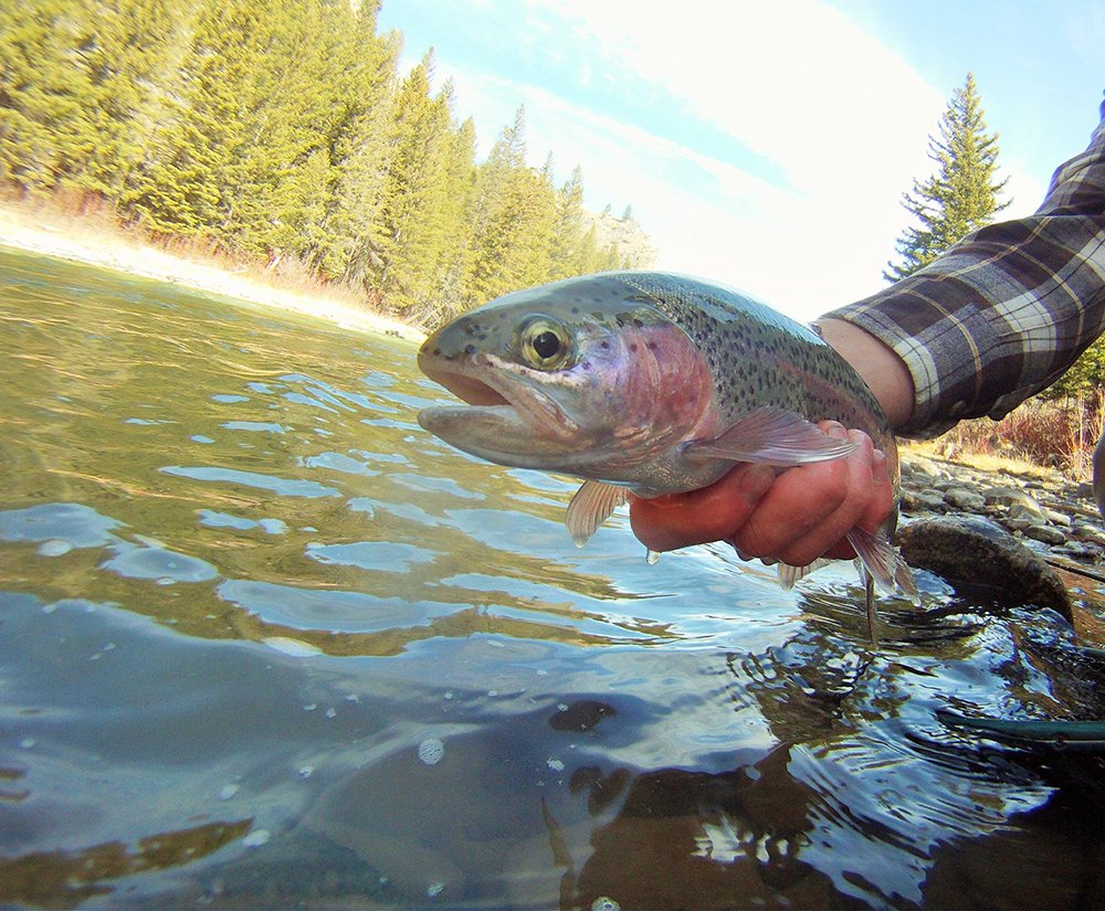 Saltwateronfly's tweet photo. Fly Fishing Montana’s Gallatin River Walk Wade or Float
https://t.co/XA8gLNrMHF
:
#montana #gallatinriver #flyfishing #flytying #onthefly #getlostinamerica #guidedtrips #bozemanmt #outdooradventures #outdoorlife #driftboat #dryfly #streamerfishing https://t.co/9PnFKtwiyc