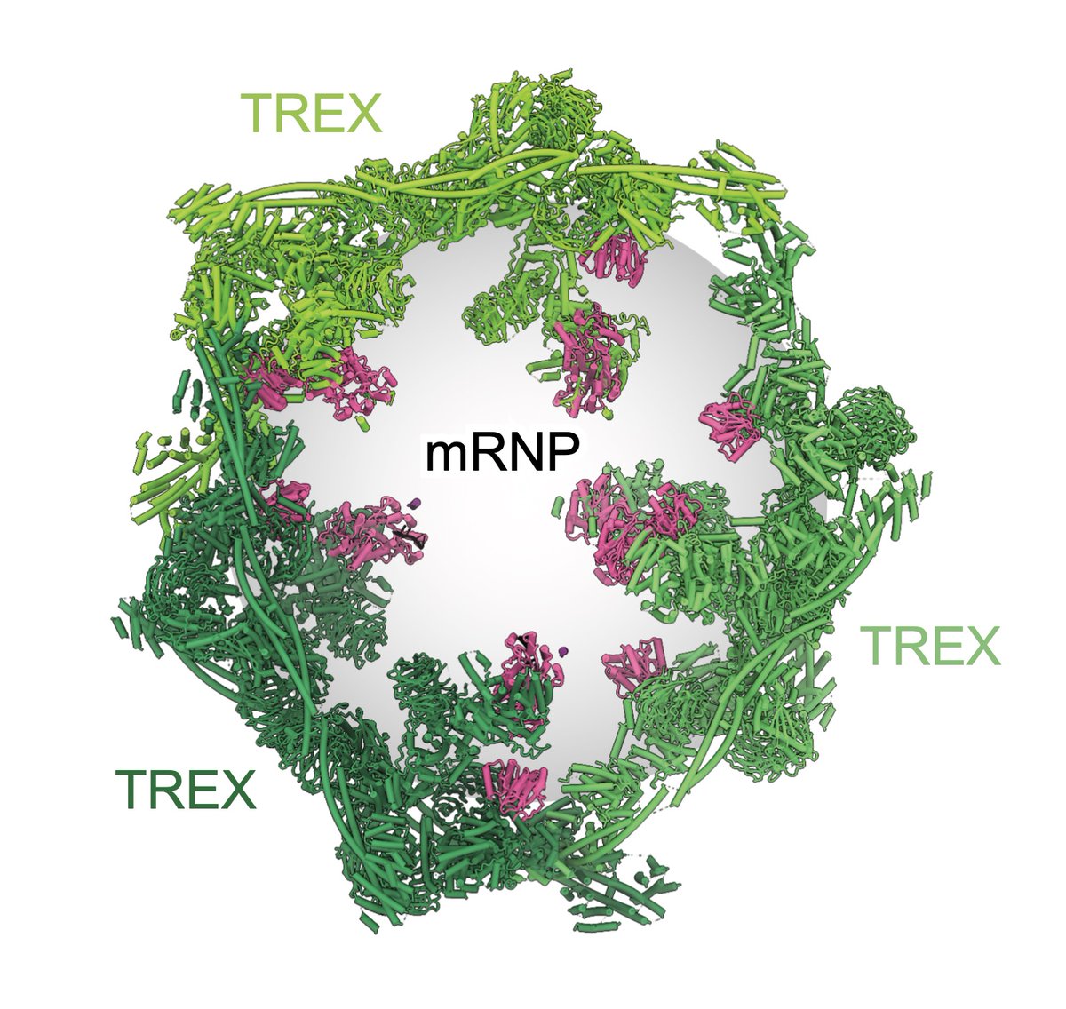Human mRNAs form globules in 3D and are prepared for export by the transcription-export complex. We are excited to share this and more mechanistic insights in our newest work, co-lead by the fantastic <a href="/bpachecofiallos/">Belén Pacheco-Fiallos</a> and <a href="/MVorlandr/">Matthias Vorländer</a>. rdcu.be/c9e0f (1/9)
