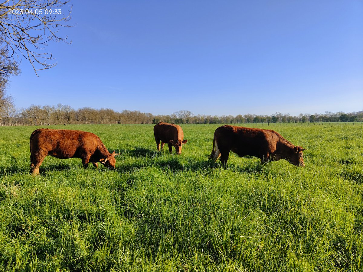 🐮Delphine Chamard🥚 tweet media