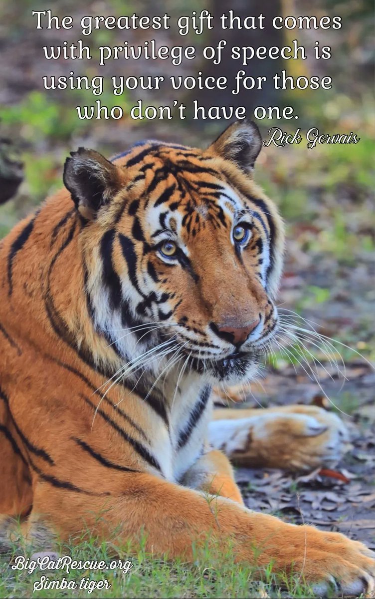 “The greatest gift that comes with privilege of speech is using your voice for those who don’t have one.” ~Rick Gervais

#SimbaTiger #BigCatRescue #BigCats #Rescue #Tiger #BeTheVoice #VoiceForTheVoiceless #Cats #QuoteOfTheDay #InspirationalQuotes #CaroleBaskin