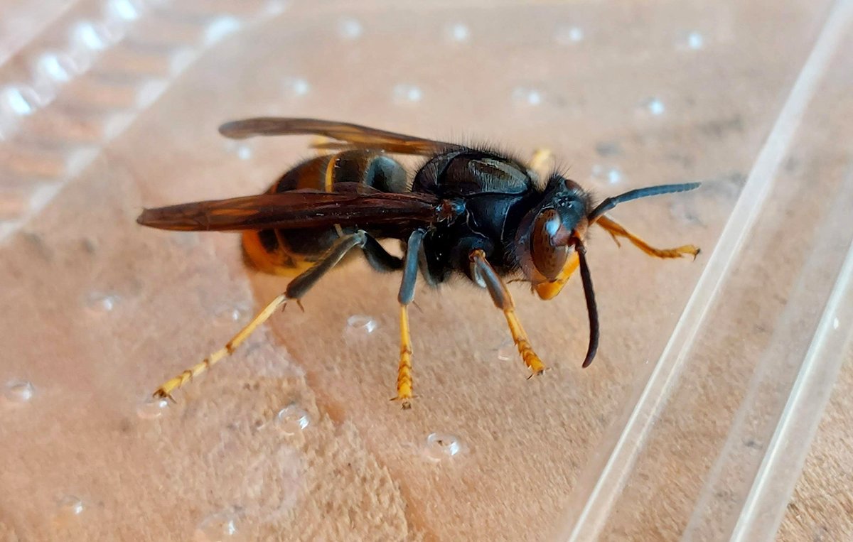 This Asian Hornet Vespa velutina was found in a delivery of vegetables from France yesterday in #Northumberland. It has been collected and reported appropriately. Still a nice impressive insect though...
#BWARS #Hymenoptera #Entomology #Invasivespecies #AsianHornet