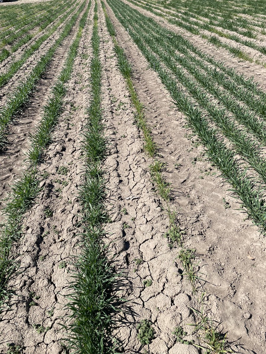 This is the “hottest” year for Soilborne/spindle streak in Manhattan that I’ve seen. Out taking some opportunistic scores. If you want to come look, let me know! #awp #kswheat #fhbnursery
