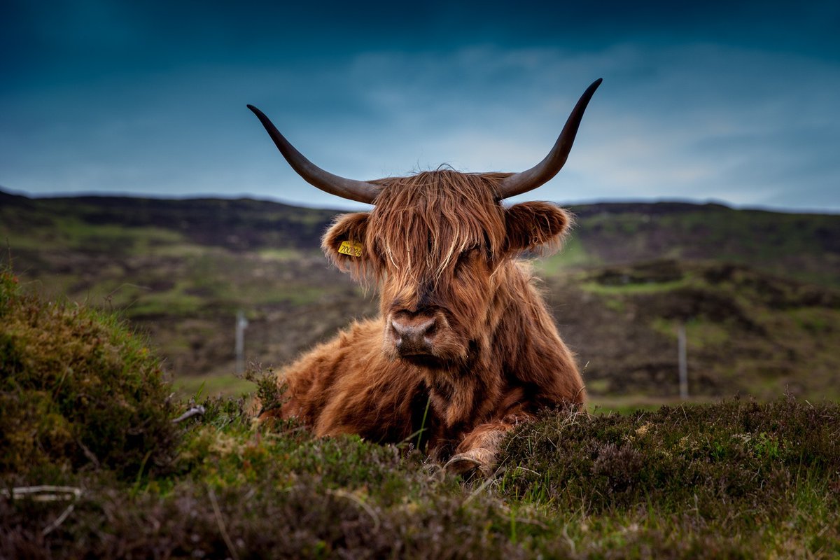 Planning a trip to Scotland? 🌲⛰️⛪ Our latest blog post rounds up the best tour companies departing from Glasgow to help you!

unbaggaged.com/blog/tours-fro…