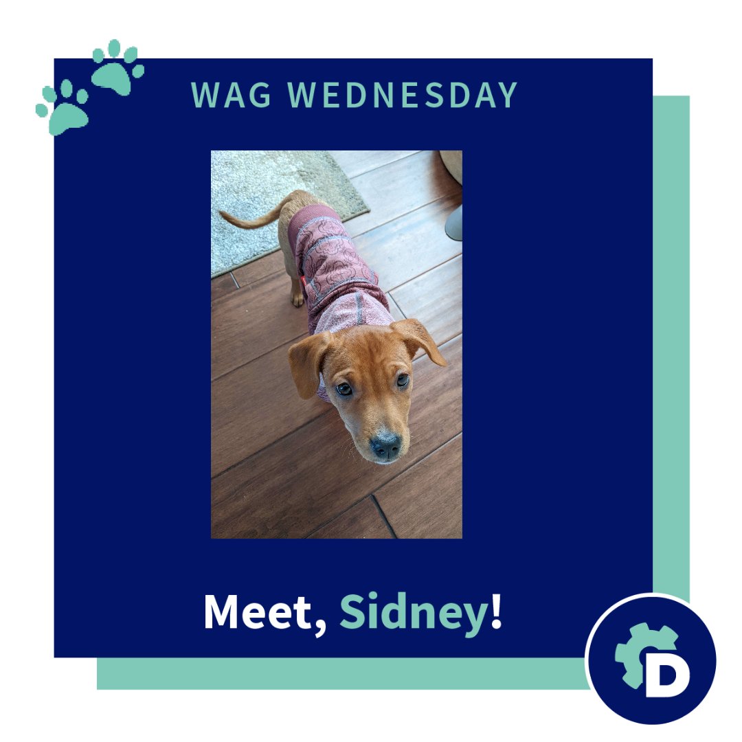 This week we are celebrating another addition to the Dogumoto team! Meet Sidney - our Sr. Software Engineer, Jeff Aguilar’s newest puppy.  

Sidney is a chihuahua mix, and is already stealing our hearts. Welcome to the team Sidney!  #Dogumoto