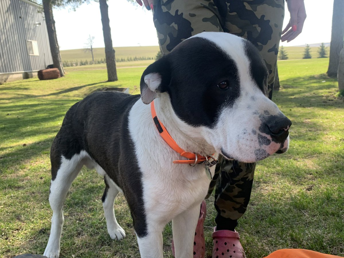Wife’s dog took off during the night, scared from the thunder. 
Super friendly, names Olaf
South Bruce area