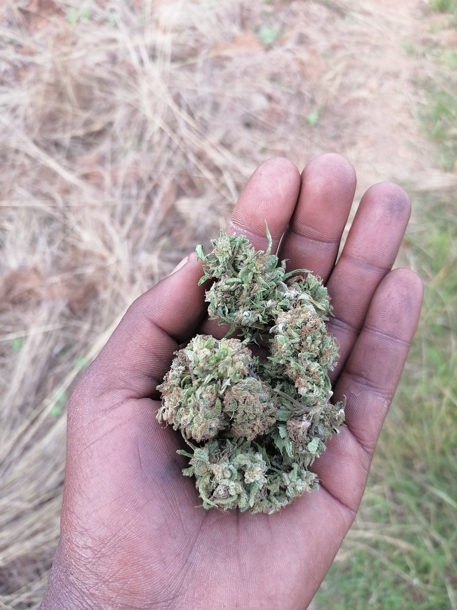 gudxiit's tweet photo. Home brewed
#Mmemberville https://t.co/sqDyRXwMwV