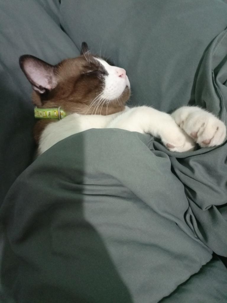 หลับฝันดีนะคับพิทอง บนดาวแมวต้องมีเพื่อนเยอะมากแน่ๆ พิทองต้องมีความสุขให้มากๆ นะ รักพินะครับ รักเหมือนกับที่เคยบอกพิทุกวัน ไม่ต้องทรมานแล้วนะคับ รักพิมากนะคับ เฟยจะหัดนอนคนเดียวให้ได้เร็วๆ