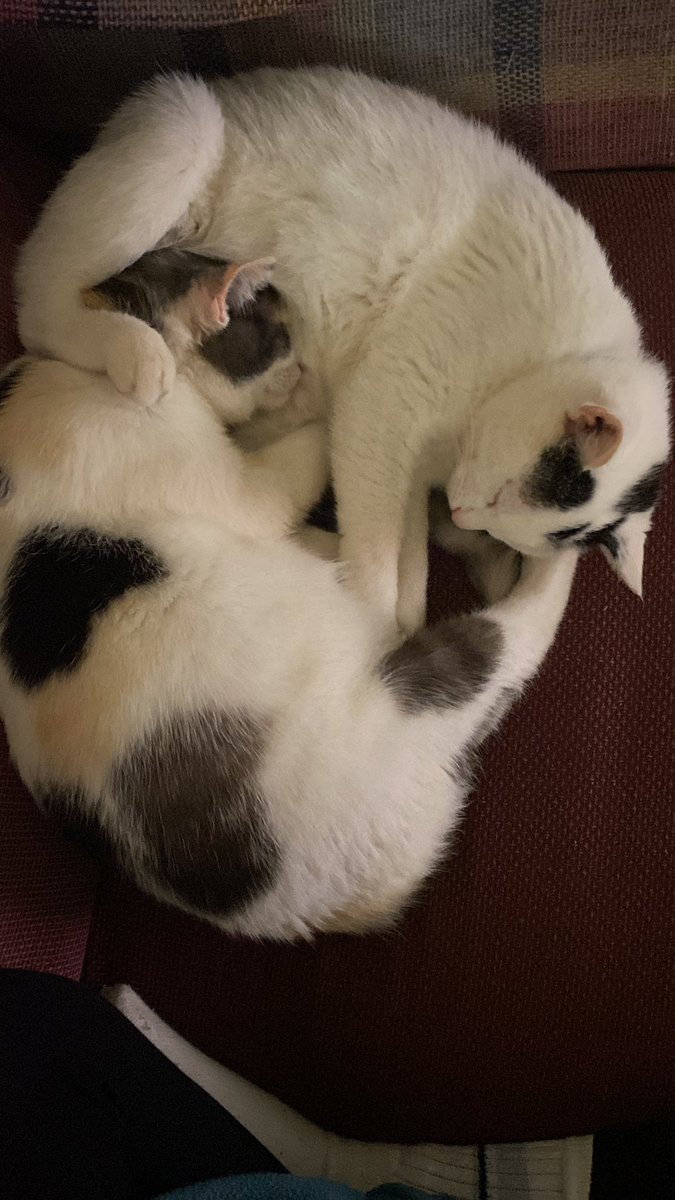 LeopardiElisa's tweet photo. Niente di più ♥️ #treparole #scritturebrevi #SBLab23 https://t.co/ACMXEcTslS