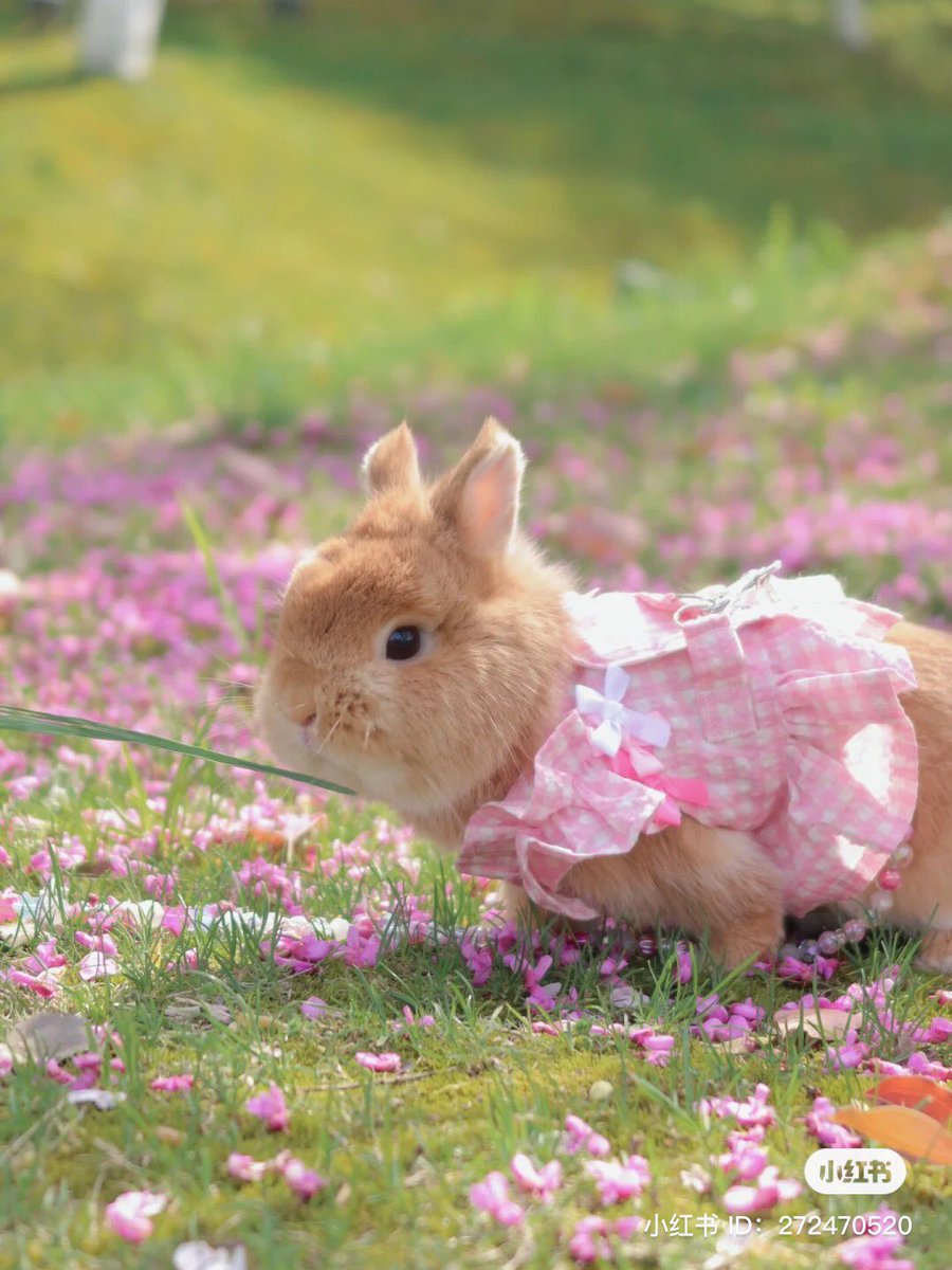 piinkibun's tweet photo. https://t.co/umpq1gvsdg