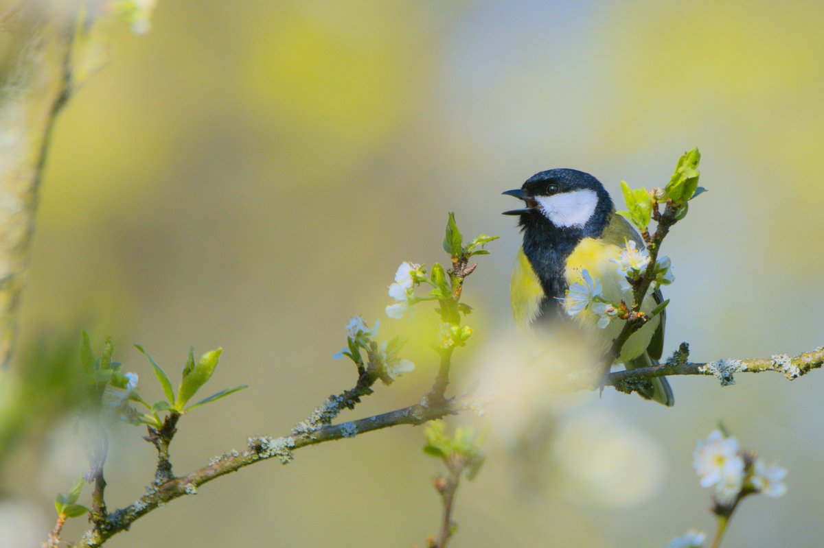 BirderBro's tweet photo. In case of doubts: it's official, #spring has sprung 🌼
-
#GreatTit earlier today #BirdsSeenIn2023 🇩🇪
#birds #songbirds #birding #birdwatching #birder #birdlovers #birdphotography #nature #naturelovers #NaturePhotography #springtime #SpringtimeSounds #BirdTwitter #BirdsOfTwitter https://t.co/blGO1jOeJ6