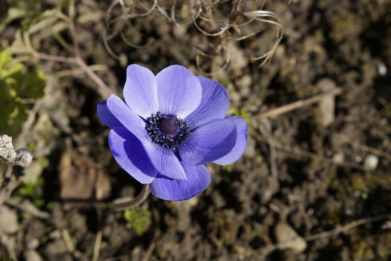 🖇- 𝐷𝐴𝑇𝑂 𝐶𝑈𝑅𝐼𝑂𝑆𝑂 ⊹🌺

Hay otra flor aparte de estas que los prepresentan que son los lirios (Towa) y Anemone (Riku) pero que creen .. Que aun asi amabas flores son de la misma estación 'primavera'  así o más canon 😌

#RiTowa #とわ #理玖