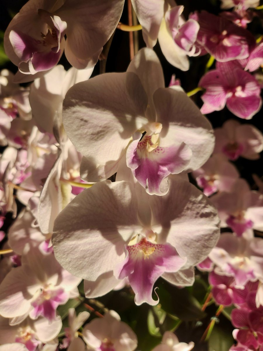 Phalaenopsis at the @NYBG #OrchidShow