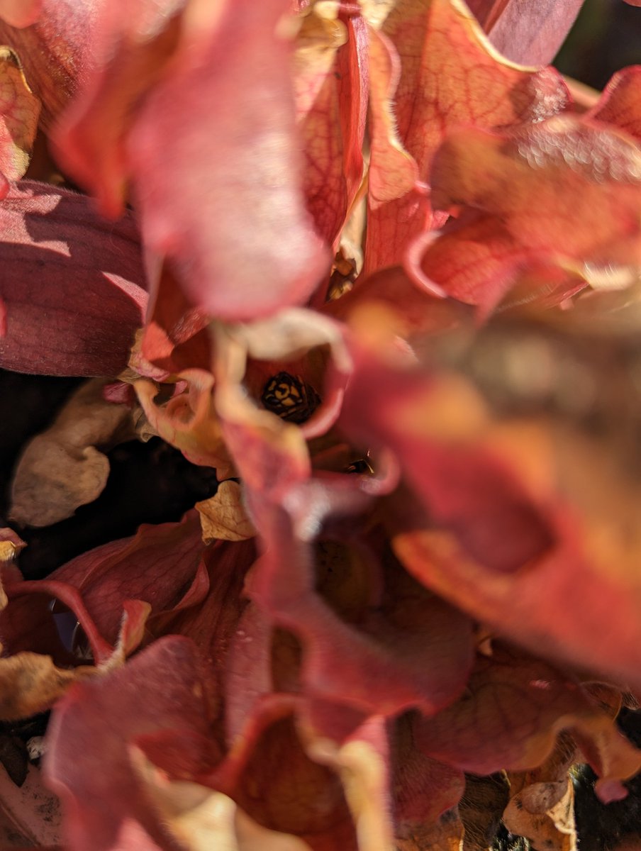 Anyway have a picture of my bog plant (Sarracenia) that caught a wasp all on its own!