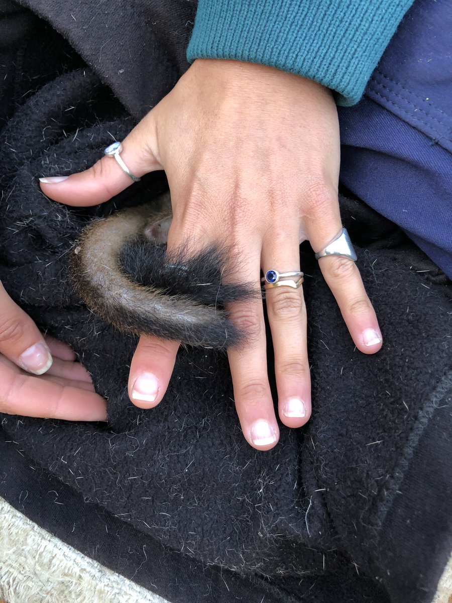 I had a fabulous morning in Dryandra fauna trapping, great company and gorgeous animals including woylies, chuditch, quenda and a brush tail possum <a href="/PeelHarveyCC/">PeelHarveyCC</a>  #NumbatNeighbourhood