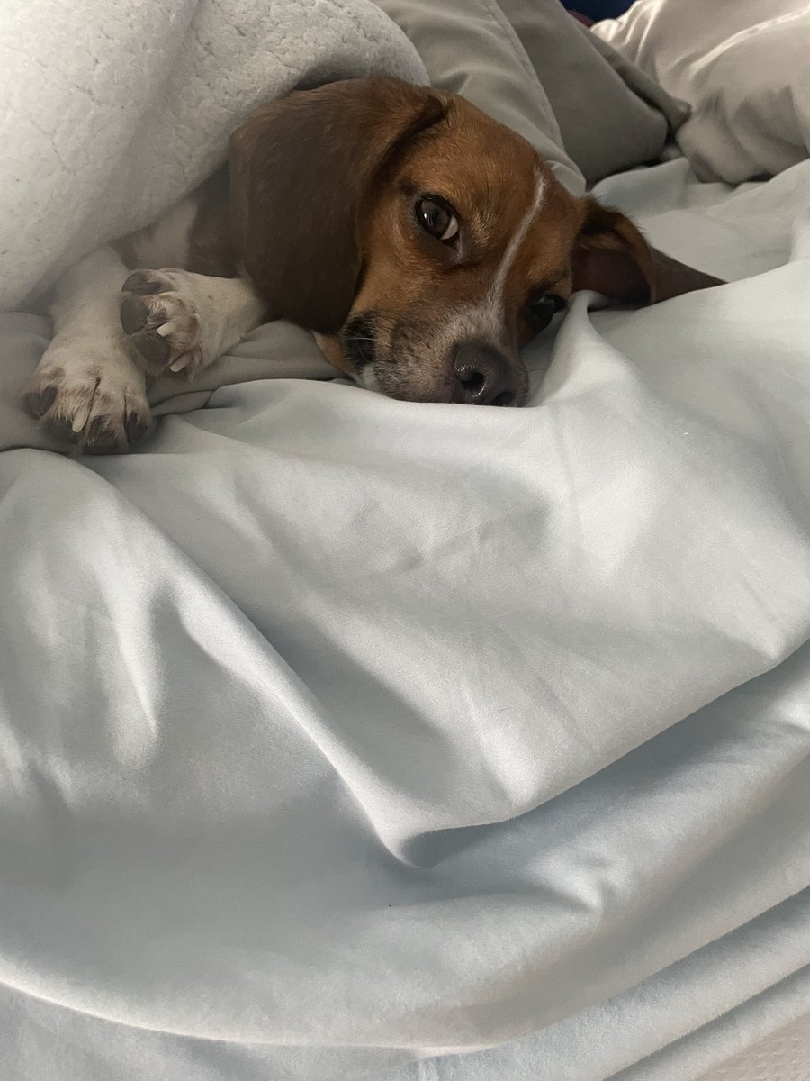 If you need me today, I’ll be in my office.  #DogsofTwittter #beagle #storms