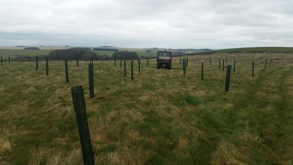 Earlier this month we celebrated our 50th birthday with goody bags for our lovely customers including trees (grown locally at Trees Please in Corbridge). How fab to see some of them in their new homes - these ones at Haydon Fell Plantation. Thank you for the pic Steven  Ford.