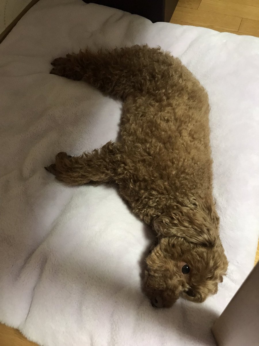 snoopystory's tweet photo. ㅋㅋ https://t.co/OnEiRTebMU