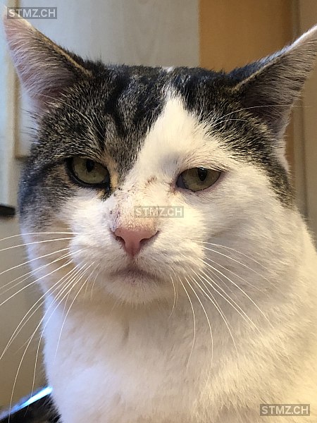 stmz_ch's tweet photo. #Katze #vermisst https://t.co/Y0GqEOPa2a 8103 #Unterengstringen männlich getigert Weiss Grau kurzhaar https://t.co/s7Hxn6nYJh