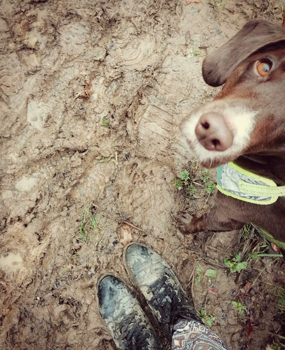 wils_bird's tweet image. Perfect conditions for training today 🌦️#muddydogchallenge @Battersea_