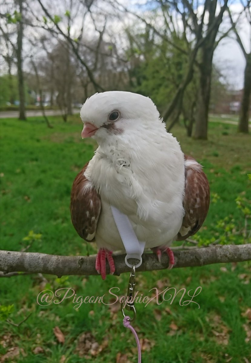 @geococcyxcal Good morning owls and Wendy 💞 Thank you owls for checking me out while sitting in a tree for longer than 5 minutes wittout freaking out 😀😀. I used to be very scared of trees, but its going better every day now 🙂🙂😍🕊️ #VeryProud