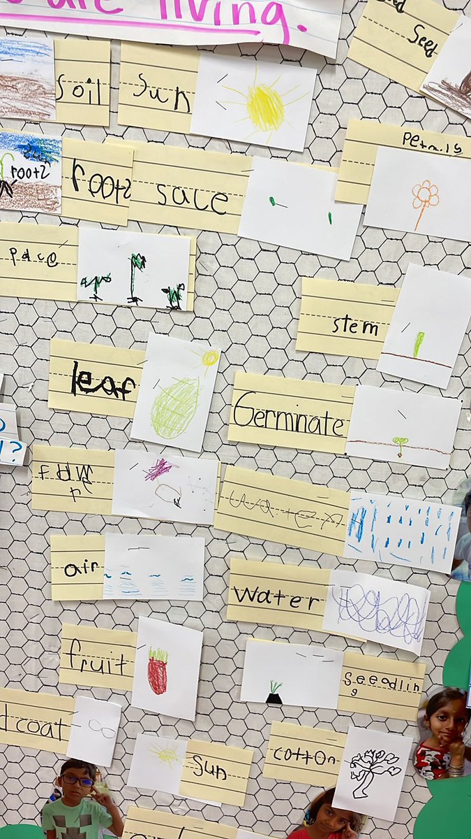 QFT’s have changed how we do inquiry!! My kids love asking questions and discovering the answers!! Our plant unit is so much more rich and engaging this way!! Love our vocabulary wall!! #kinder <a href="/TarvinES/">Tarvin ES</a> #1LISD #inquiry <a href="/LeanderISD/">Leander ISD</a>