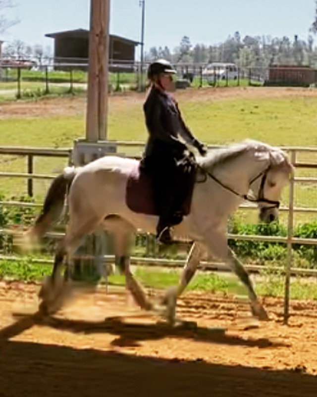 slohn's tweet image. Springing into Spring - - mailchi.mp/668013977dd9/s… 

#dressage #horsebackriding #wildflowers #spring