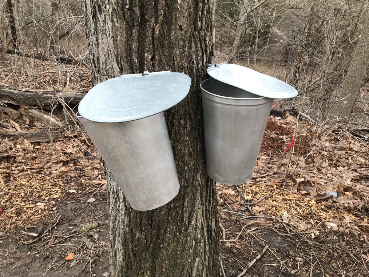 Signs of spring ⁦@ForestValleyOEC⁩! The sweet water that can be turned into #Maple #Syrup! #IndigenousScience #TDSB #zhiiwaagamizigan