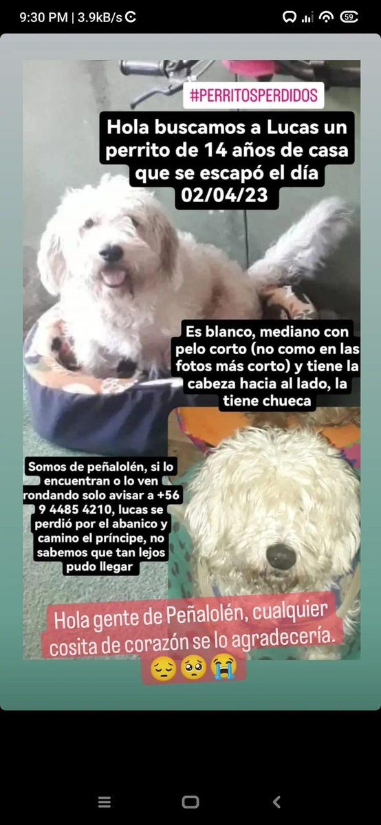 Evelyn_Torres_h's tweet photo. Difundo: se busca a Lucas perdido en camino el príncipe #peñalolen si lo ven llamar al número de contacto rt rr https://t.co/XCpaJSkzOR
