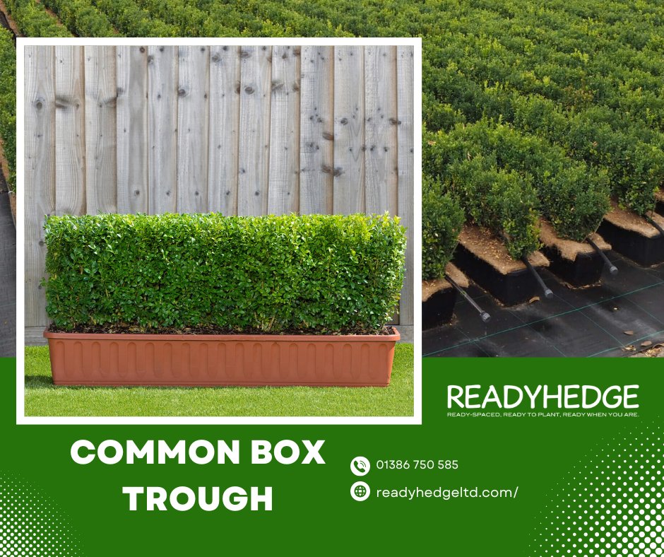 Readyhedge's tweet image. Transform your outdoor space with Readyhedge's common box trough range!  Order now and enjoy instant, sustainable privacy. readyhedgeltd.com/product/common… #Readyhedge #commonbox #instanthedging #gardening #landscaping 🌿🌳