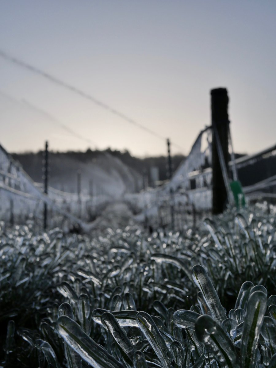 champagnepalmer's tweet photo. Un moment redouté mais qui offre des images spectaculaires. Merci à nos équipes pour leur engagement 🙏
.
A dreaded moment but one that offers spectacular images. Thanks to our teams for their commitment 🙏
#champagne #champagnepalmer #vineyards #vignoble #frost #gel #aspersion https://t.co/GBk1KaYhzq