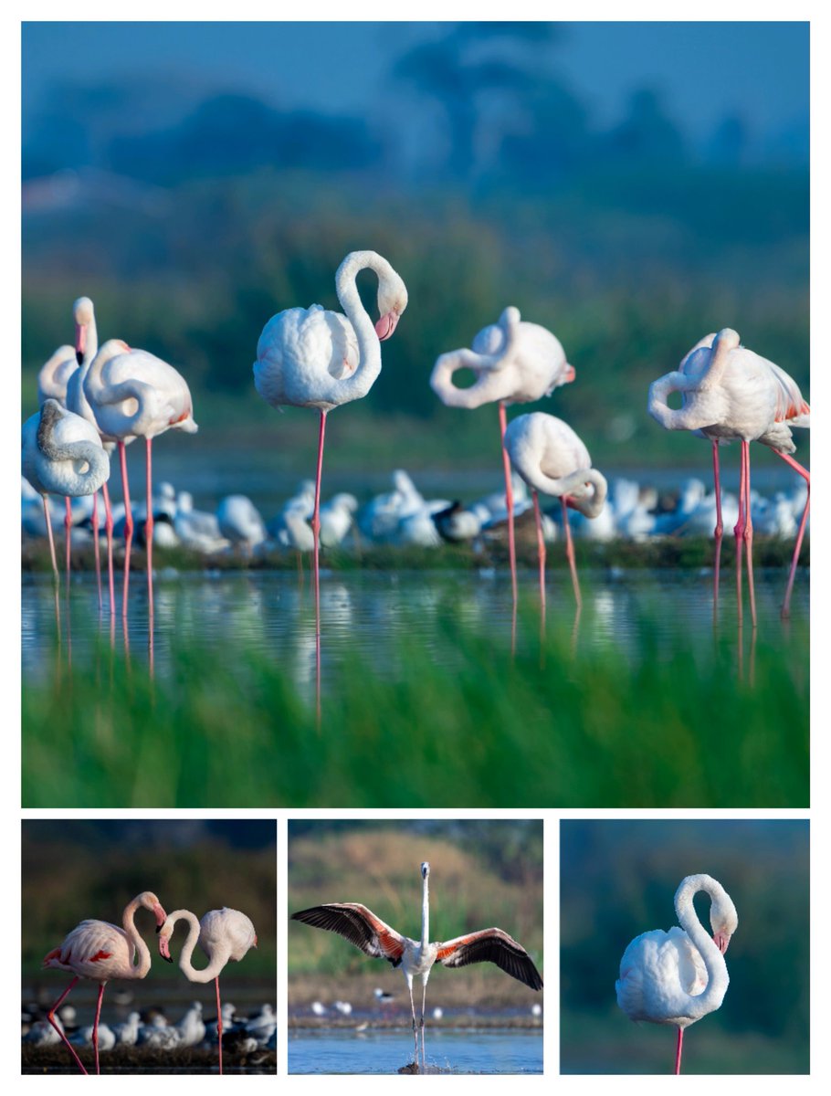 Greater Flamingo
Sony A7IV 200-600mm
#createwithsony #sonyalphain #bbcwildlifepotd #natgeoindia #sonyphotography #sonyimages #indianwildlife #birdphotography #shotwithsony #yourshotphotographer #earthcapture #IndiAves
